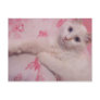 glamour kitty postcards