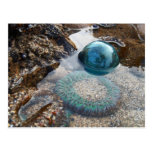 Glass float and anemone postcards