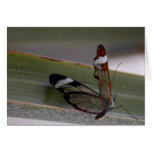 Glass Wing