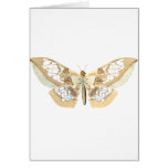 GlassWing Butterfly Greeting Cards
