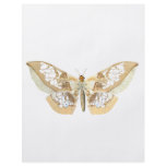 GlassWing Butterfly Flyer