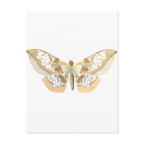 GlassWing Butterfly Postcards