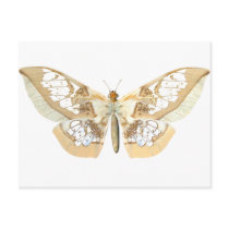 GlassWing Butterfly Post Card