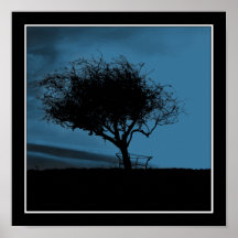 Glastonbury Hawthorn. Black and Blue. Tree. Poster