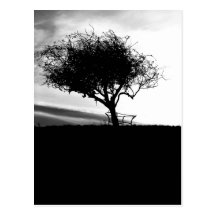 Glastonbury Hawthorn. Tree. Black and White. Post Cards
