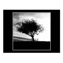Glastonbury Hawthorn. Tree. Black and White. Post Card