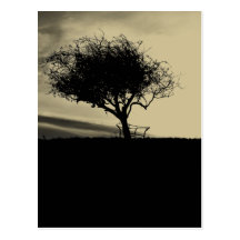 Glastonbury Hawthorn. Tree on Hill. Sepia Colour. Postcards