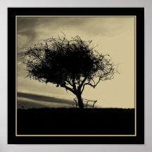 Glastonbury Hawthorn. Tree on Hill. Sepia Colour. Posters