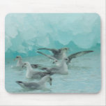 Glaucous gulls in Svalbard (Spitsbergen) mousepads