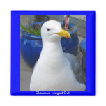 Glaucous-winged Gull Magnet
