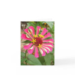 Glebe Reading Garden: Multicolor Zinnia cards