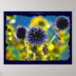 GLOBE THISTLE Fractal Floral Photo Poster posters