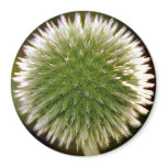 Globe Thistle Magnet