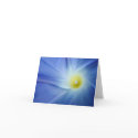 Gloria - Morning Glory Notecard