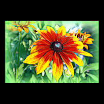 Gloriosa Daisy posters