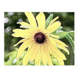 Gloriosa Daisy - Rudbeckia Postcard