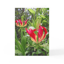 Gloriosa Lilies Cards