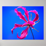 Gloriosa on Blue Poster