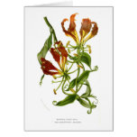 Gloriosa superba cards