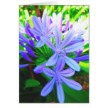 Glorious Agapanthus - Gift Card