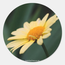 Glorious Daisy Flower Photo Sticker Label