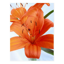 Glorious Orange Hued Tiger Lily Closeup Postcard