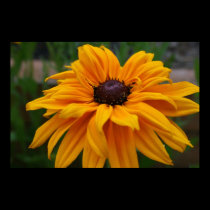 Glorious Yellow Daisy posters
