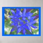 Glory Of The Snow Fluorescent Blue Print