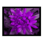 Glory Of The Snow Purple Postcard