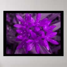 Glory Of The Snow Purple Print