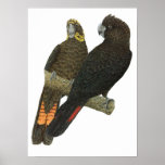 Glossy Black Cockatoo Pair Print