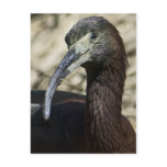 Glossy Ibis Postcard