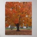 Glow Tree posters