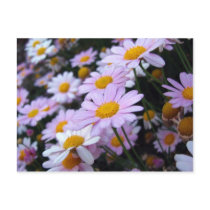 Glowing Daisies Postcard