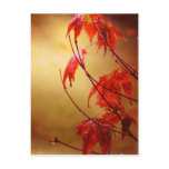 Glowing Fire Post Card postcards