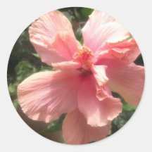 Glowing Pink Hibiscus 1 Stickers