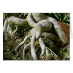 Gnarled Roots Note Card
