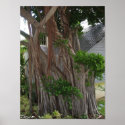 Gnarled Tree posters