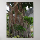 Gnarled Tree posters
