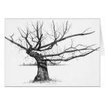 GNARLY OLD TREE: PENCIL REALISM ART cards