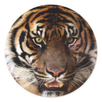Go Wild Tiger Round Sticker