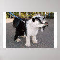 Goadog poster posters