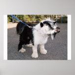 Goadog poster posters