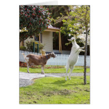 Goat Eating From Tree Greeting Card