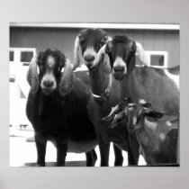 Goat Family Black and White Poster
