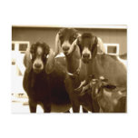 Goat Family Postcard