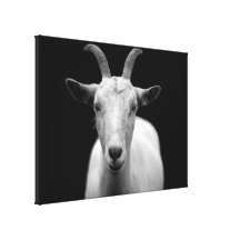 Goat Gallery Wrapped Canvas