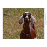 Goat Greeting Cards