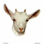 Goat Head photo sculptures