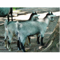 Goat Kids Photo Sculpture